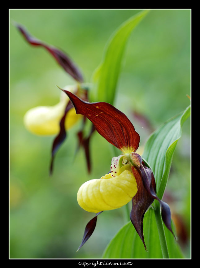 alcune foto di Cypripedium calceolus (Scarpetta di Venere)